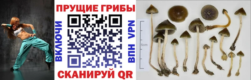 Псилоцибиновые грибы Psilocybe  Купить  Муравленко 